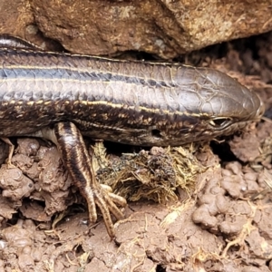 Ctenotus robustus at Wee Jasper, NSW - 18 May 2023 10:35 AM