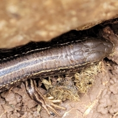 Ctenotus robustus at Wee Jasper, NSW - 18 May 2023 10:35 AM