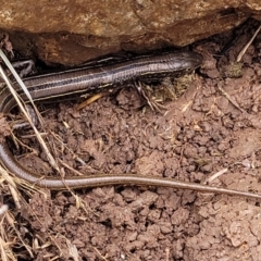 Ctenotus robustus at Wee Jasper, NSW - 18 May 2023