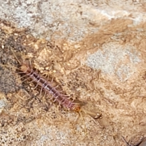 Lithobiomorpha (order) at Wee Jasper, NSW - 18 May 2023 10:34 AM