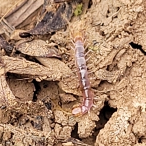 Lithobiomorpha (order) at Wee Jasper, NSW - 18 May 2023