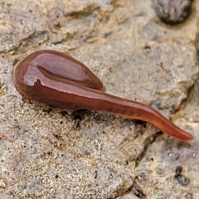 Caenoplanini (tribe) (A land planarian) at Wee Jasper, NSW - 18 May 2023 by trevorpreston