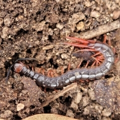 Cormocephalus sp.(genus) (Scolopendrid Centipede) at Wee Jasper, NSW - 18 May 2023 by trevorpreston