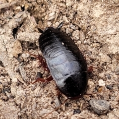 Platyzosteria sp. (genus) (Litter runner cockroach) at Wee Jasper, NSW - 18 May 2023 by trevorpreston