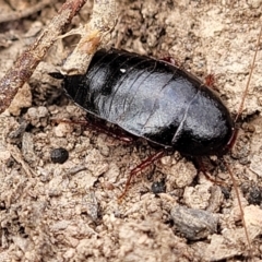 Platyzosteria sp. (genus) at Wee Jasper, NSW - 18 May 2023 10:12 AM