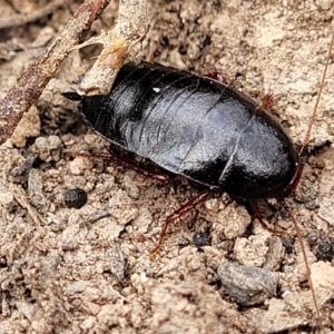 Platyzosteria sp. (genus) at Wee Jasper, NSW - 18 May 2023 10:12 AM