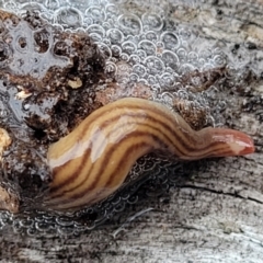 Fletchamia quinquelineata (Five-striped flatworm) at Wee Jasper, NSW - 18 May 2023 by trevorpreston