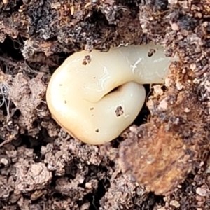 Fletchamia quinquelineata at Wee Jasper, NSW - 18 May 2023