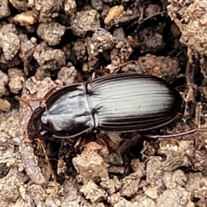 Pterostichini (tribe) at Wee Jasper, NSW - 18 May 2023