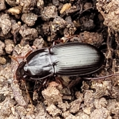 Pterostichini (tribe) (A Carabid beetle) at Wee Jasper, NSW - 18 May 2023 by trevorpreston