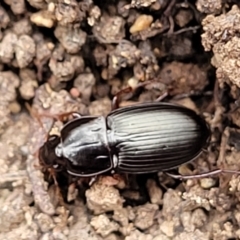 Pterostichini (tribe) at Wee Jasper, NSW - 18 May 2023