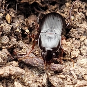 Pterostichini (tribe) at Wee Jasper, NSW - 18 May 2023