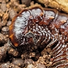 Paradoxosomatidae sp. (family) (Millipede) at Wee Jasper, NSW - 18 May 2023 by trevorpreston