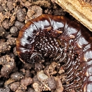 Paradoxosomatidae sp. (family) at Wee Jasper, NSW - 18 May 2023