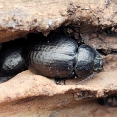 Adelium pustulosum (Darkling beetle) at Wee Jasper, NSW - 18 May 2023 by trevorpreston