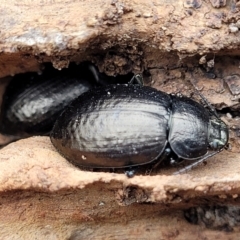 Adelium pustulosum at Wee Jasper, NSW - 18 May 2023 10:00 AM