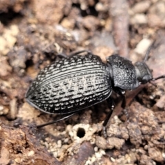 Adelium porcatum (Darkling Beetle) at Wee Jasper, NSW - 18 May 2023 by trevorpreston