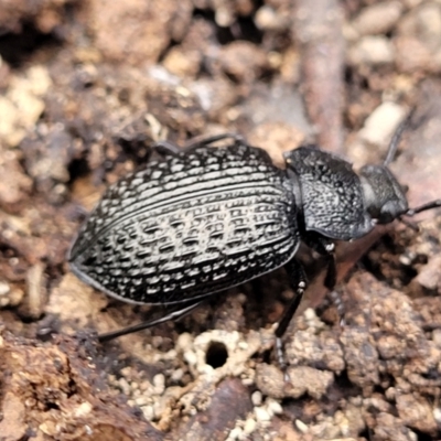 Adelium porcatum (Darkling Beetle) at Wee Jasper, NSW - 18 May 2023 by trevorpreston