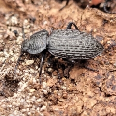 Adelium porcatum at Wee Jasper, NSW - 18 May 2023 09:59 AM