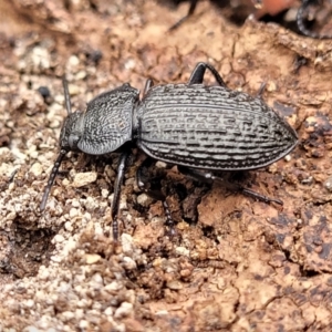 Adelium porcatum at Wee Jasper, NSW - 18 May 2023 09:59 AM