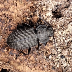 Adelium porcatum at Wee Jasper, NSW - 18 May 2023