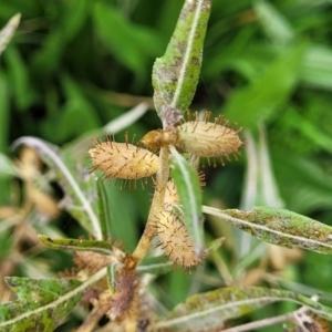 Xanthium spinosum at Cavan, NSW - 18 May 2023