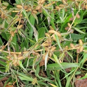 Xanthium spinosum at Cavan, NSW - 18 May 2023