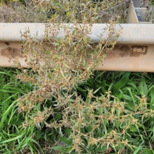 Xanthium spinosum at Cavan, NSW - 18 May 2023