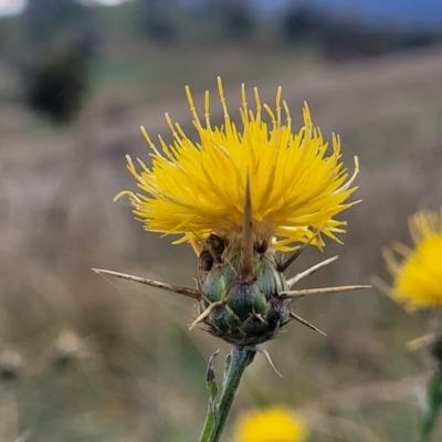 Centaurea melitensis (Maltese Cockspur, Cockspur Thistle) at Cavan, NSW - 18 May 2023 by trevorpreston