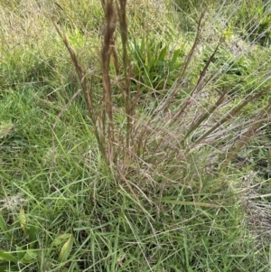 Andropogon virginicus at Kangaroo Valley, NSW - suppressed