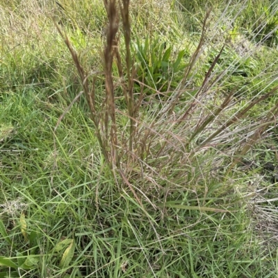 Andropogon virginicus (Whiskey Grass) at Kangaroo Valley, NSW - 18 May 2023 by lbradleyKV