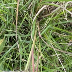 Andropogon virginicus at Kangaroo Valley, NSW - suppressed