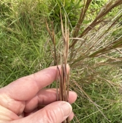 Andropogon virginicus at Kangaroo Valley, NSW - suppressed