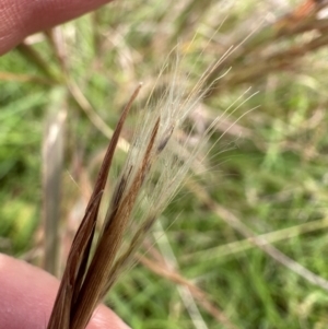 Andropogon virginicus at Kangaroo Valley, NSW - suppressed