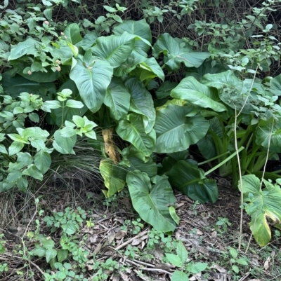 Zantedeschia aethiopica (Arum Lily) at Kangaroo Valley, NSW - 18 May 2023 by lbradley