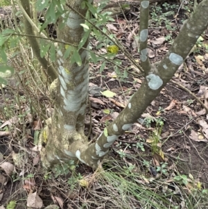 Melicytus dentatus at Kangaroo Valley, NSW - suppressed