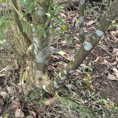 Melicytus dentatus (Tree Violet) at Kangaroo Valley, NSW - 18 May 2023 by lbradley