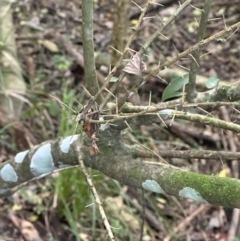 Melicytus dentatus at Kangaroo Valley, NSW - suppressed