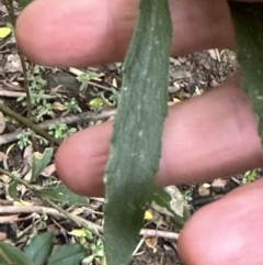 Melicytus dentatus at Kangaroo Valley, NSW - suppressed