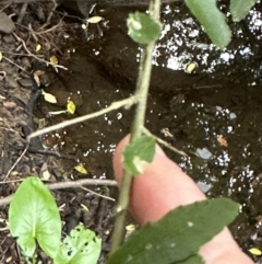 Melicytus dentatus at Kangaroo Valley, NSW - suppressed