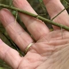 Melicytus dentatus at Kangaroo Valley, NSW - suppressed