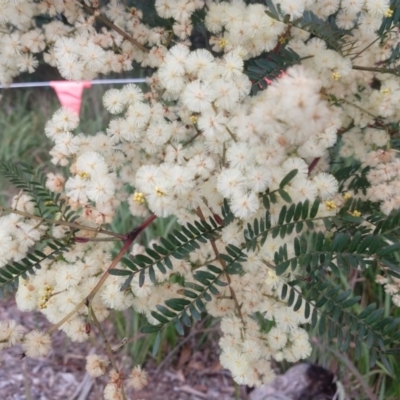 Acacia terminalis (Sunshine Wattle) at Buckenbowra, NSW - 13 May 2023 by LyndalT