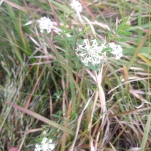 Pimelea linifolia at Buckenbowra, NSW - 13 May 2023