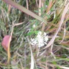 Pimelea linifolia at Buckenbowra, NSW - 13 May 2023