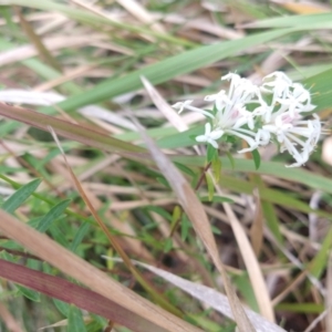 Pimelea linifolia at Buckenbowra, NSW - 13 May 2023