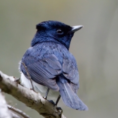 Myiagra cyanoleuca (Satin Flycatcher) at Tennent, ACT - 4 Feb 2023 by KorinneM