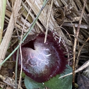 Corysanthes hispida at Tennent, ACT - suppressed