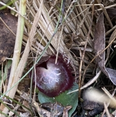 Corysanthes hispida at Tennent, ACT - suppressed