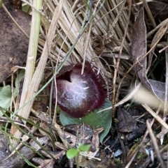 Corysanthes hispida at Tennent, ACT - 10 Apr 2023