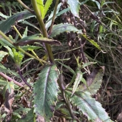 Senecio linearifolius var. latifolius at Tennent, ACT - 10 Apr 2023 by Tapirlord